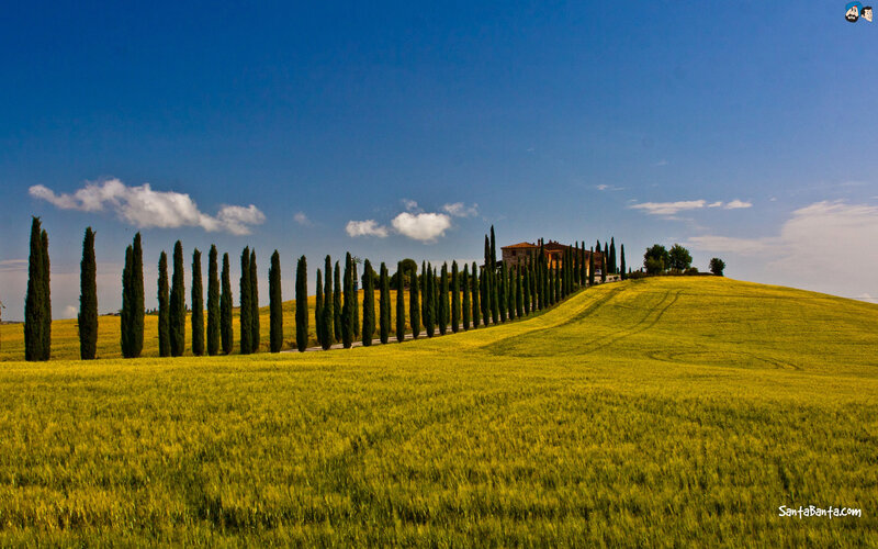 Cypress Trees on Hill — Blue, Serene
