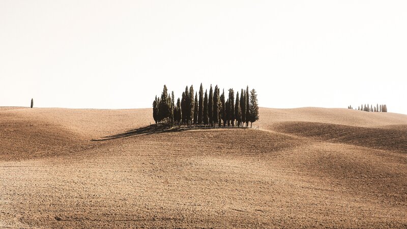 Cypress Trees on Hill — Brown, Serene