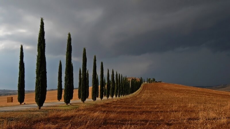 Cypress Trees on Hill — Brown