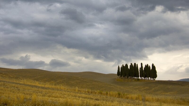 Cypress Trees on Hill — Gray