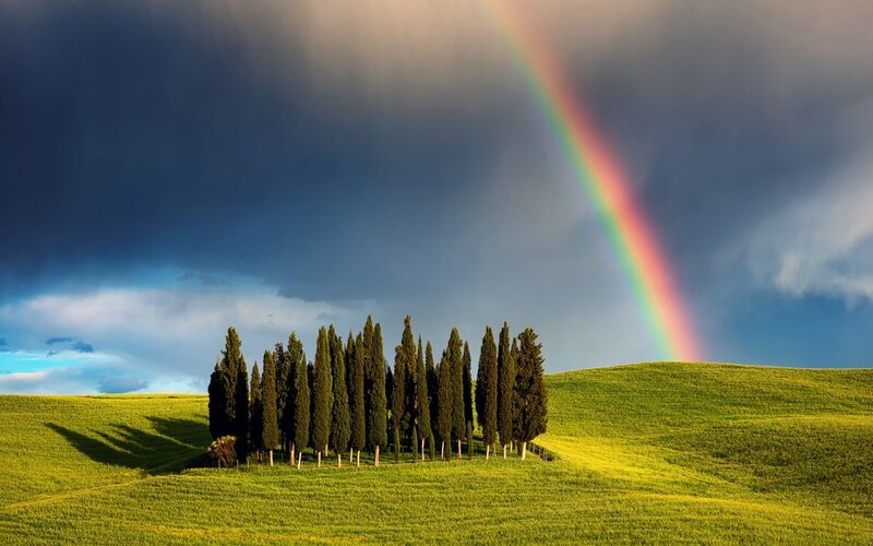 Cypress Trees on Hill — Green, Dramatic, Afternoon