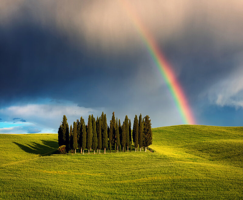 Cypress Trees on Hill — Green, Dramatic