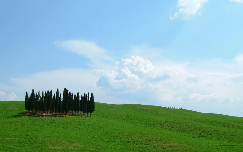 Cypress Trees on Hill — Green, Serene, Afternoon, Photograph, Hills, Clouds