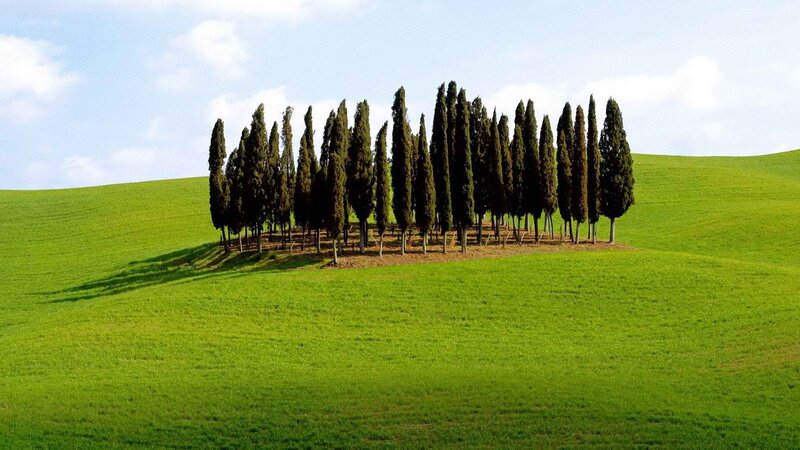Cypress Trees on Hill — Green, Serene, Afternoon, Photograph, Hills, Sky, Clouds