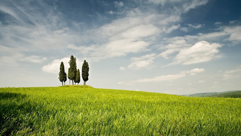Cypress Trees on Hill — Green, Serene, Afternoon