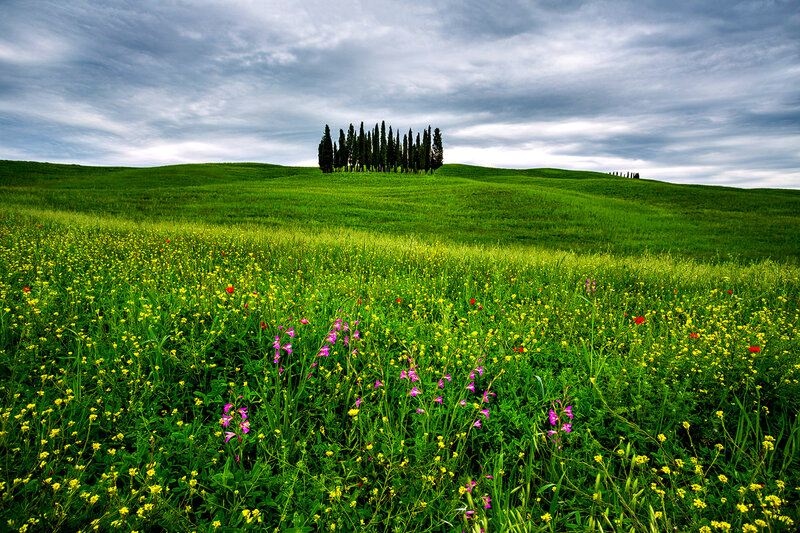 Cypress Trees on Hill — Green, Serene