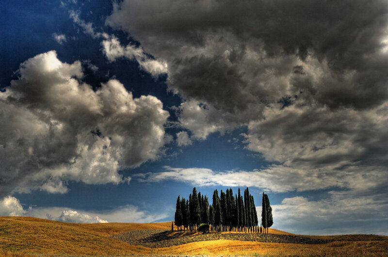 Cypress Trees on Hill