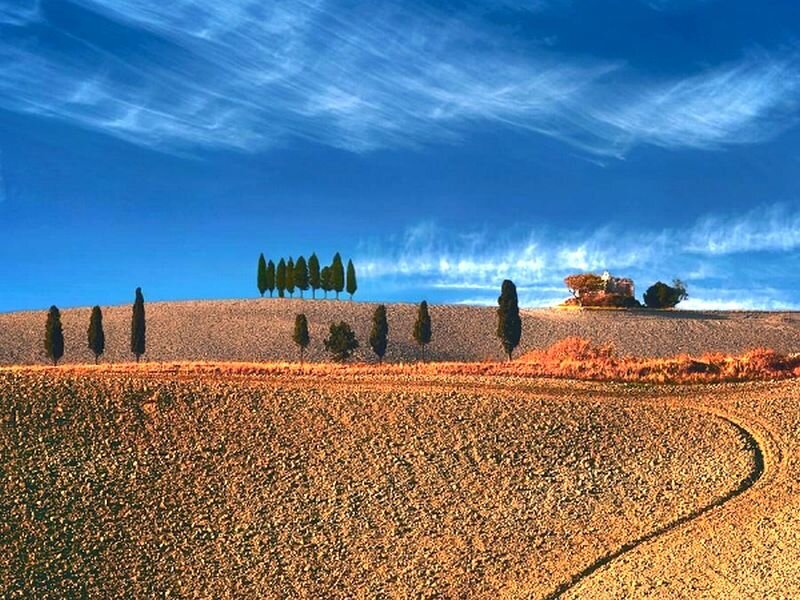 Cypress Trees on Hills