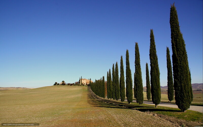 Cypress Trees on Hillside — Blue