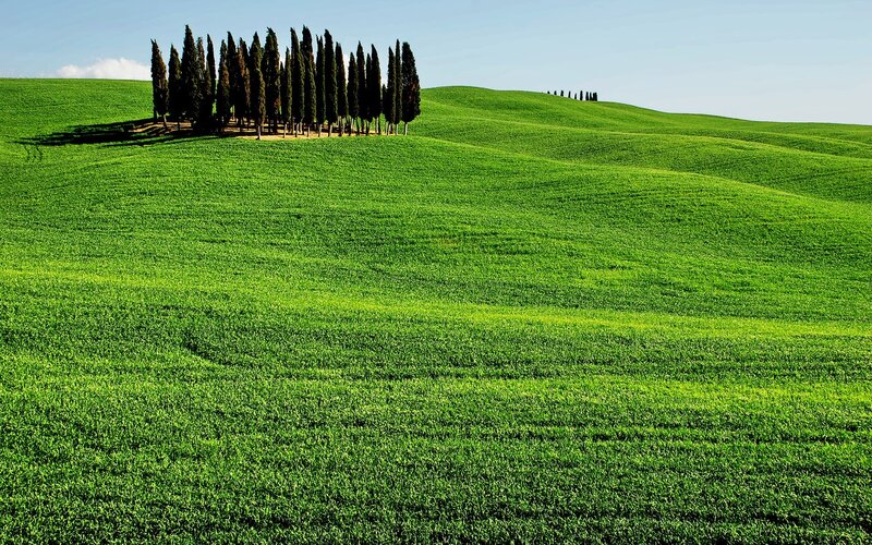 Cypress Trees on Hillside — Green