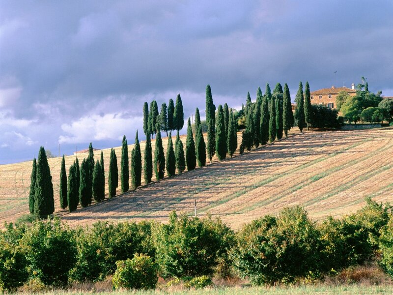 Cypress Trees on Hillside