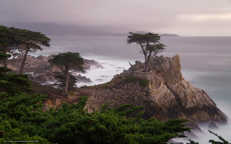 Cypress trees on rocky coast