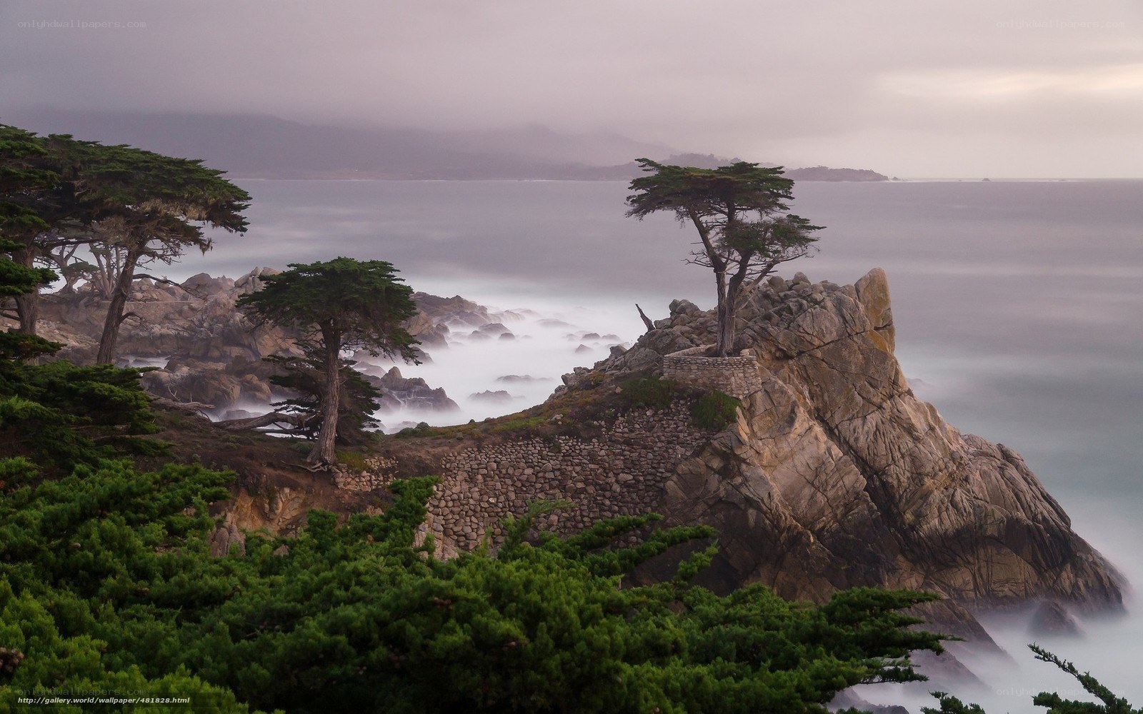 Cypress trees on rocky coast
