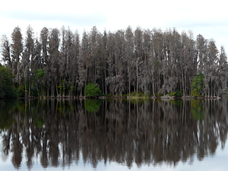 Cypress trees reflected in water