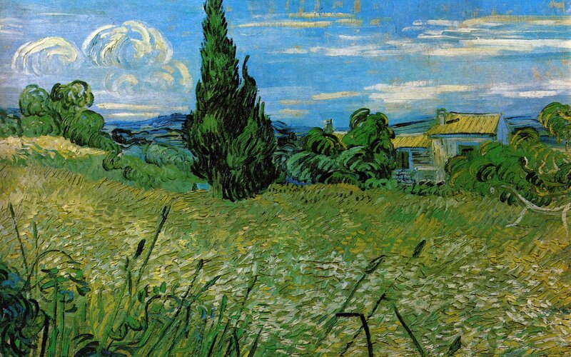 Cypresses in a Wheat Field