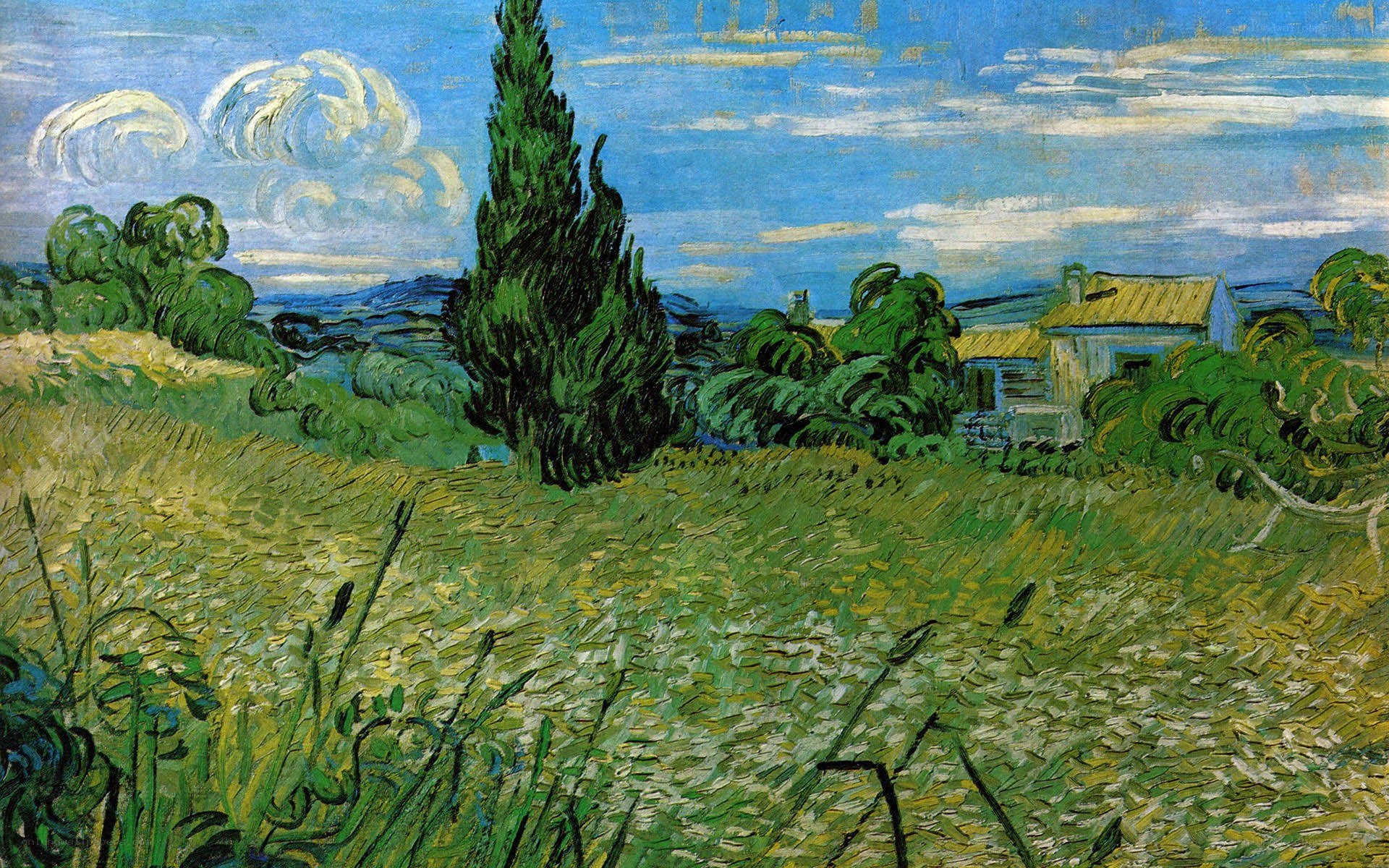 Cypresses in a Wheat Field