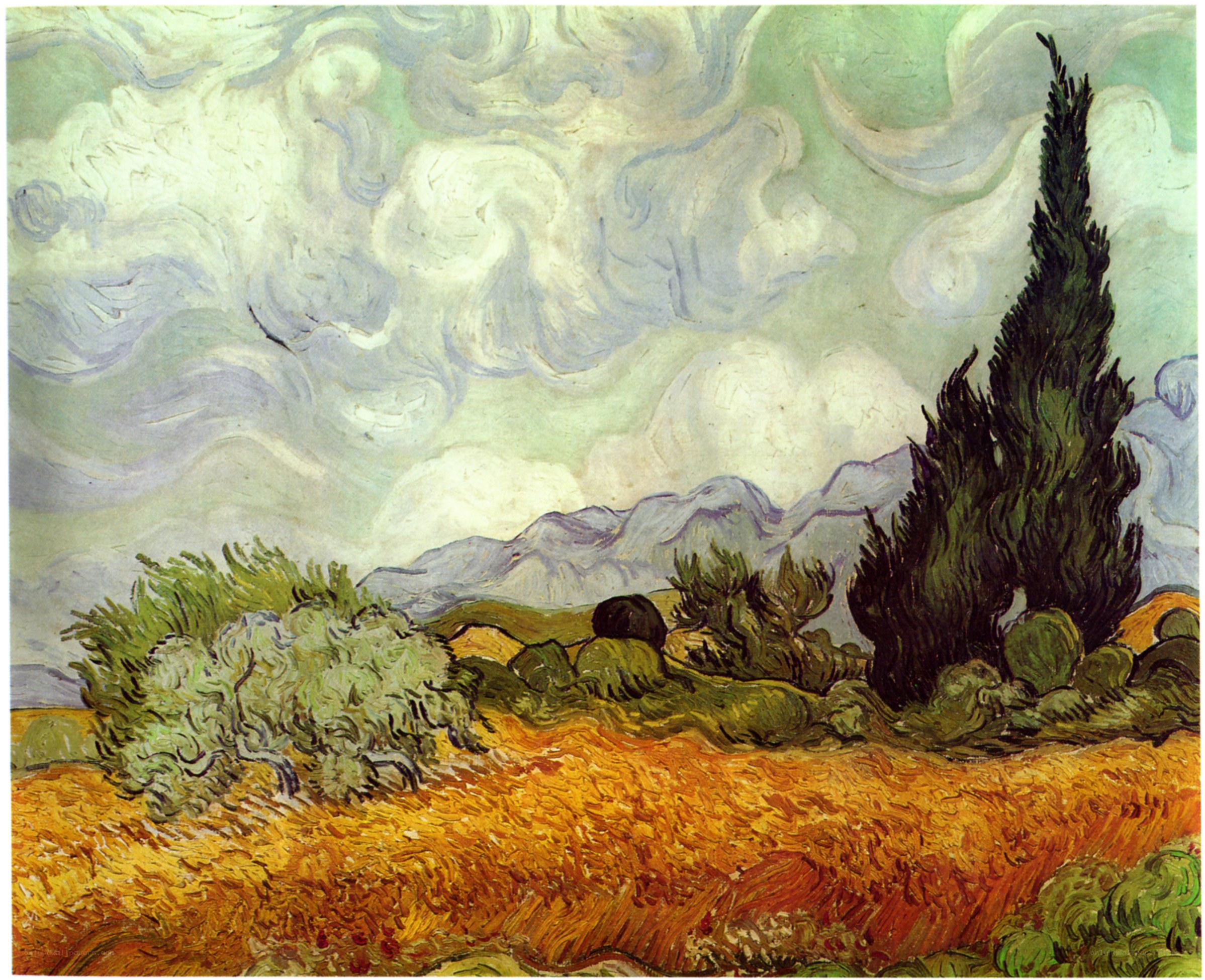 Cypresses in a Wheat Field