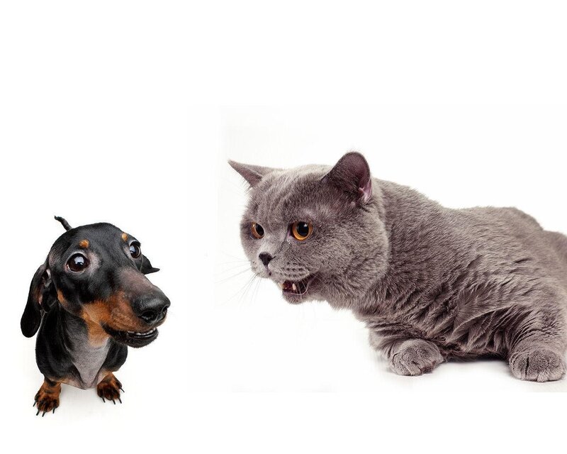 Dachshund and Cat