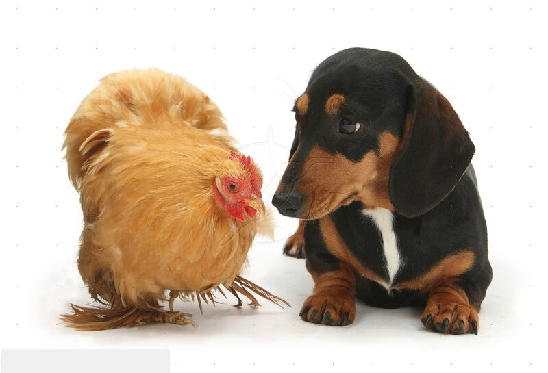 Dachshund and Chicken