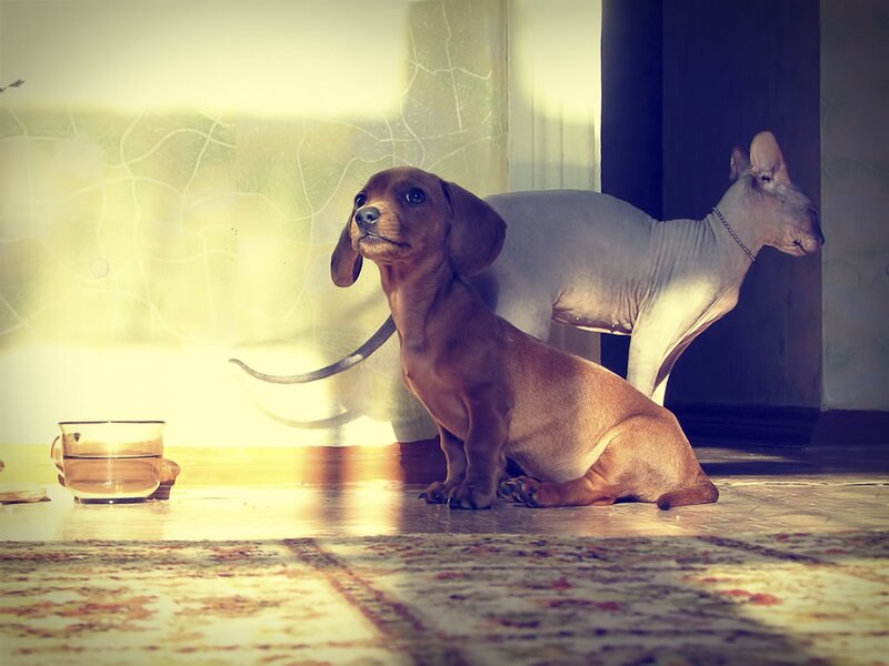Dachshund and hairless cat together