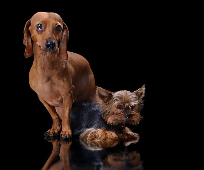 Dachshund and Yorkie — Brown