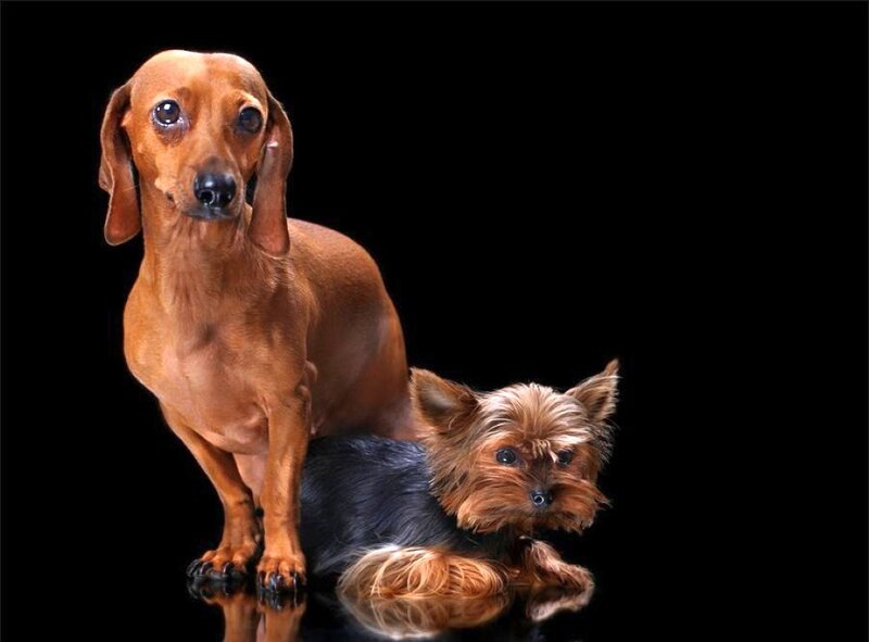 Dachshund and Yorkie