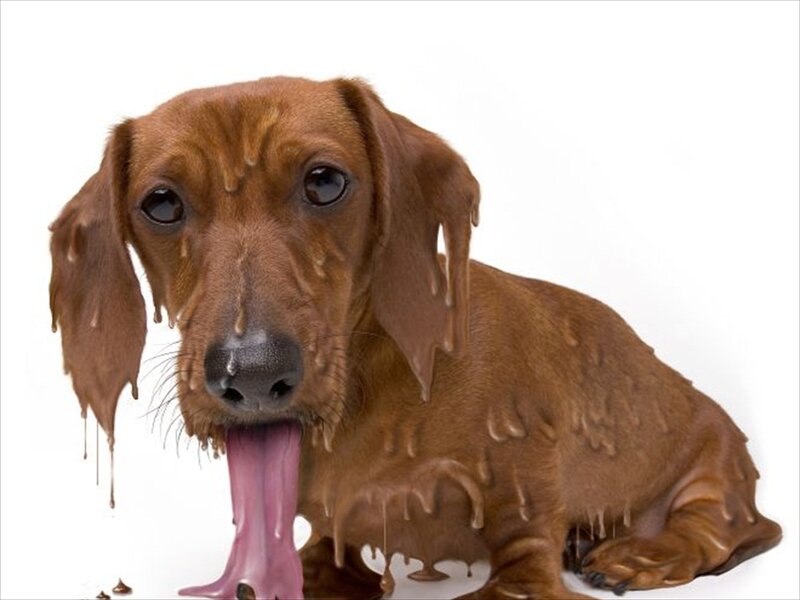 Dachshund Covered in Chocolate