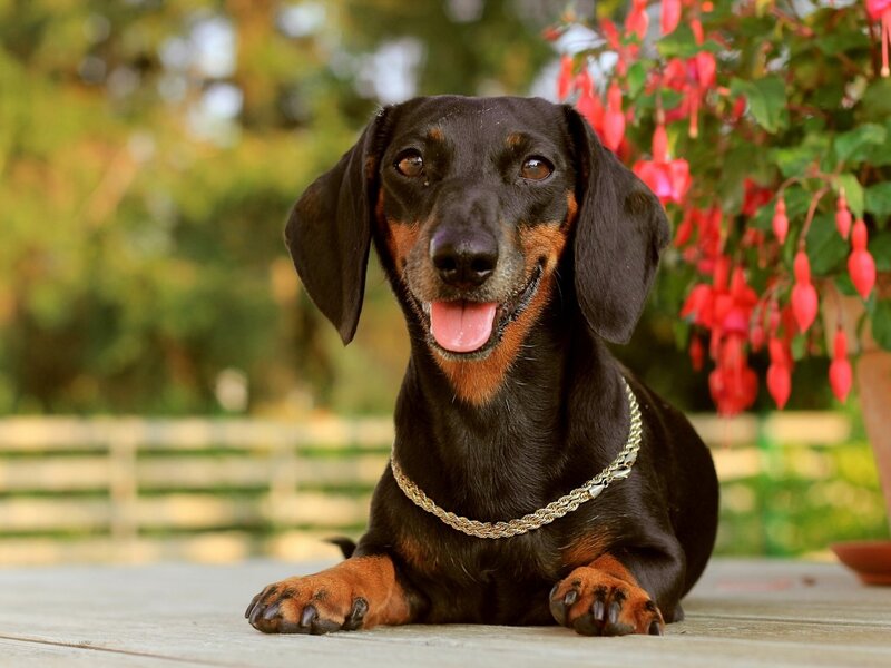 Dachshund Dog — Black, Calm, Afternoon