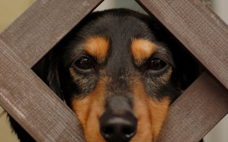 Dachshund Dog — Black, Curious, Photograph
