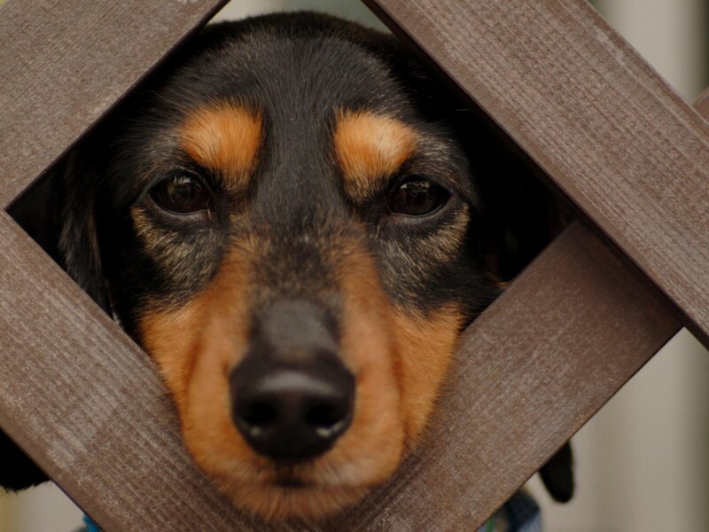 Dachshund Dog — Black, Curious