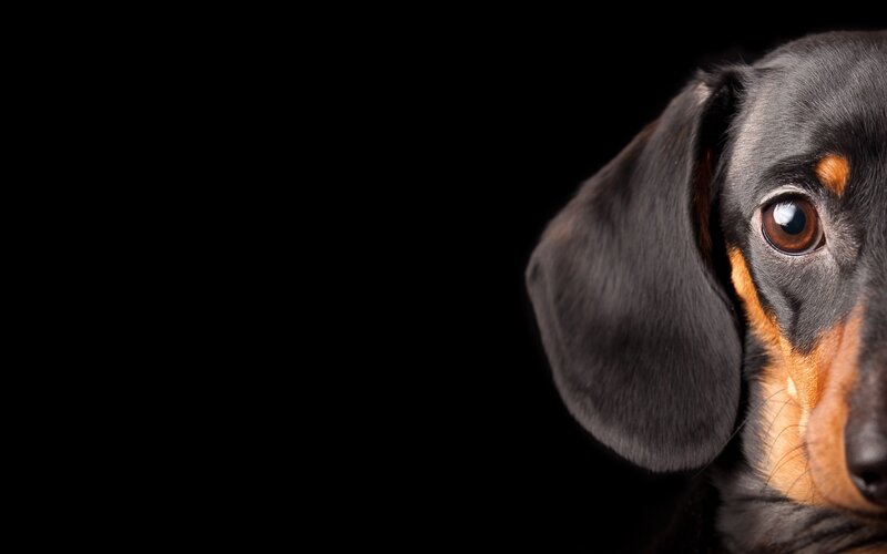 Dachshund Dog — Black, Dramatic, Photograph, Eye