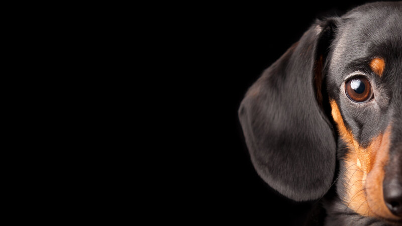 Dachshund Dog — Black, Dramatic