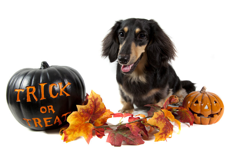 Dachshund Dog — Black, Festive