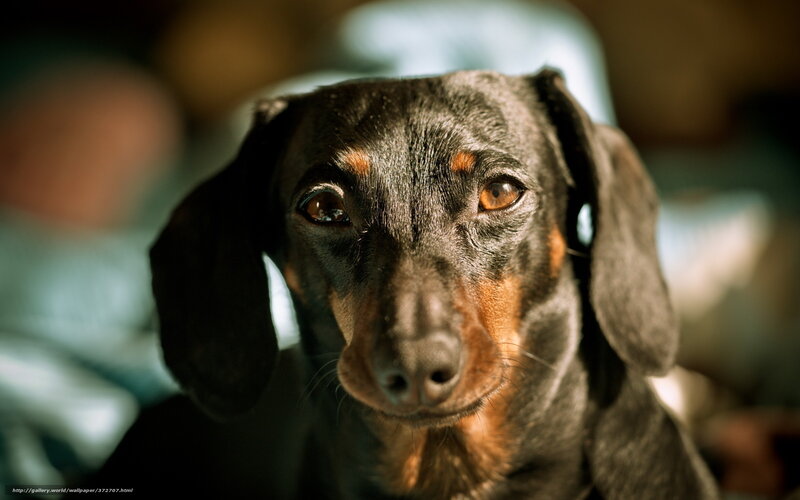 Dachshund Dog — Black, Intense, Photograph