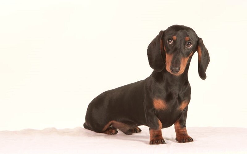 Dachshund Dog — Black, Neutral
