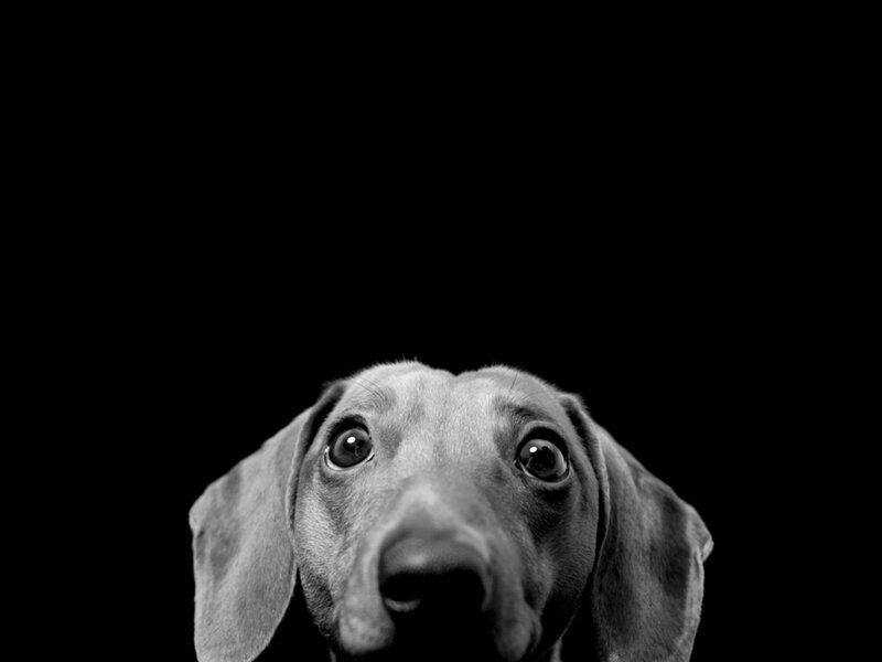Dachshund Dog — Black
