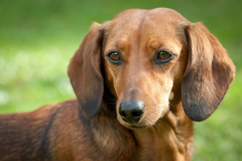 Dachshund Dog — Brown, Calm, Afternoon
