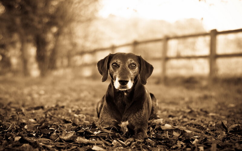 Dachshund Dog — Brown, Calm, Autumn
