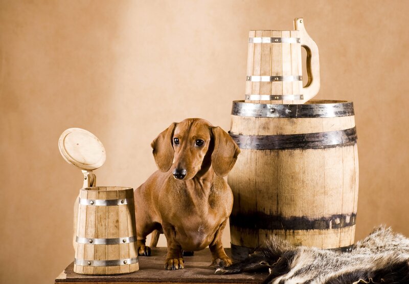 Dachshund Dog — Brown, Calm, Photograph, Barrel