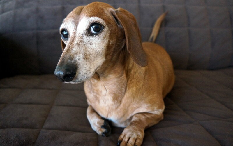 Dachshund Dog — Brown, Calm, Photograph, Couch