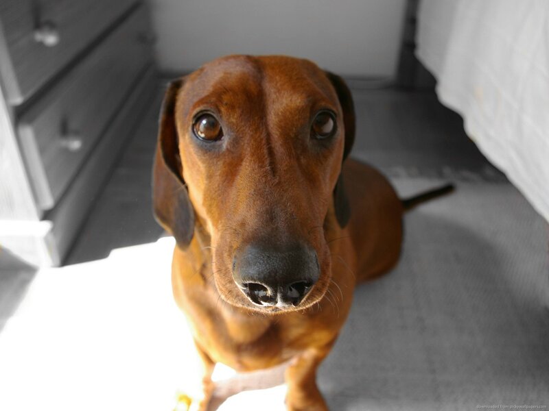 Dachshund Dog — Brown, Calm, Photograph, Drawer