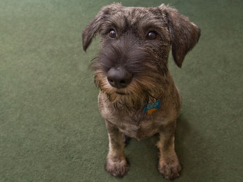 Dachshund Dog — Brown, Calm, Photograph, Green Carpet