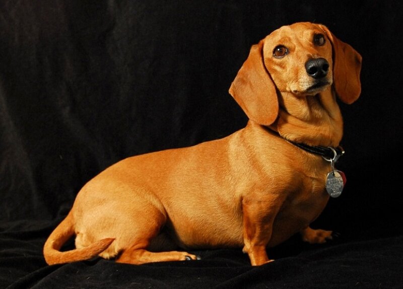 Dachshund Dog — Brown, Calm, Photograph
