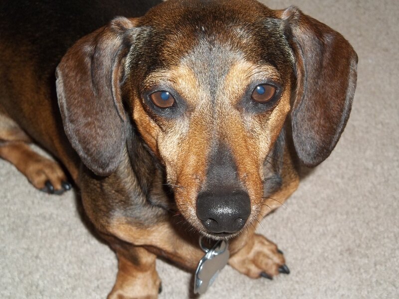 Dachshund Dog — Brown, Calm