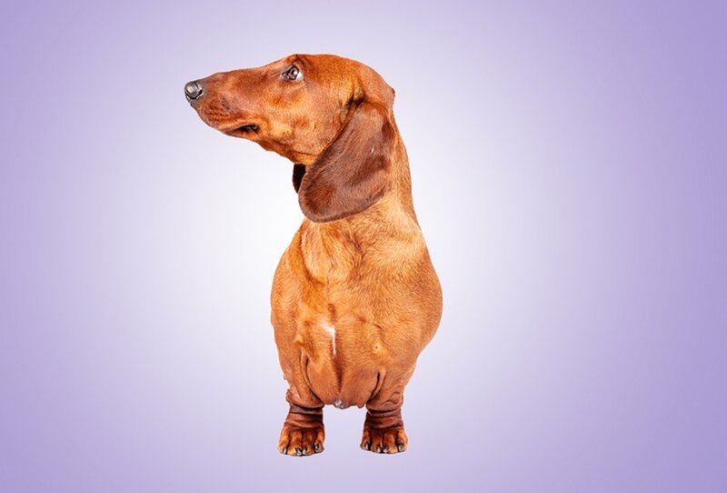 Dachshund Dog — Brown, Neutral, Photograph