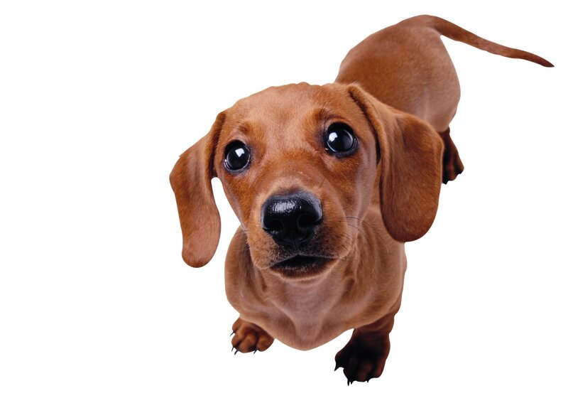Dachshund Dog — Brown, Neutral, Photograph, White Background