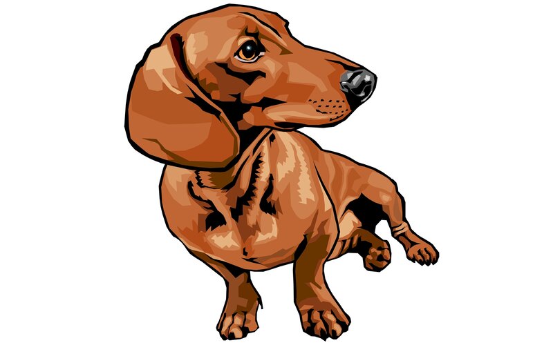 Dachshund Dog — Brown, Neutral