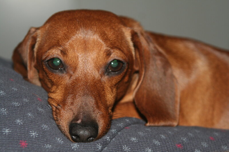 Dachshund Dog — Brown