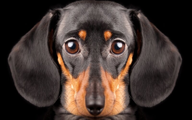Dachshund Dog Face