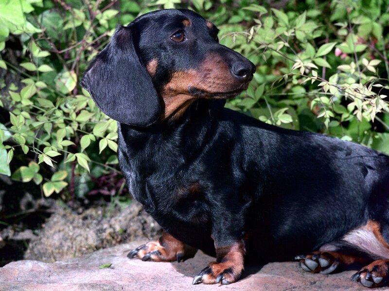 dachshund dog in garden
